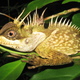 Introducing the Phuket horned tree agamid, a lowland dwelling lizard native to Phuket Island and the Phuket mountain range in Southwest Thailand. This medium-sized lizard is distinct from its mainland relatives based on unique coloration, and the placement and size of its many threatening-looking horns. (Image: Montri Sumontha)